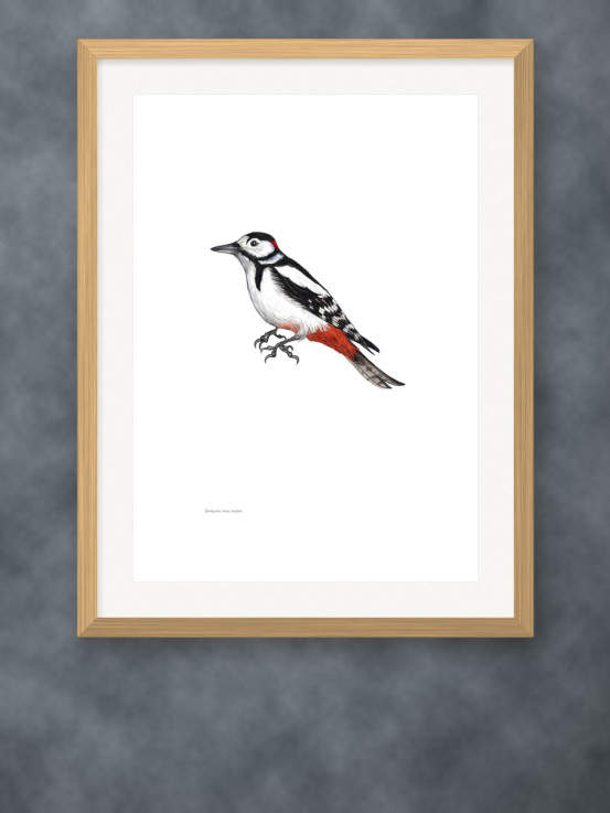 Putnu zīmējumu posteris - Dižraibais dzenis (tēviņš)  - A3